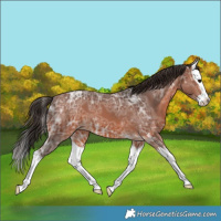 Horse Color:Bay Ice Splash Varnish 