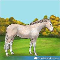 Horse Color:Gold Champagne Ice Dun Splash