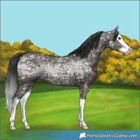 Horse Color:Grullo Ice Splash 