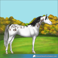 Horse Color:Brown Ice Splash Near Leopard 