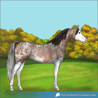 Horse Color:Bay Ice Splash Rabicano