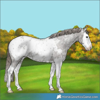 Horse Color:Grullo Ice Splash Appaloosa 