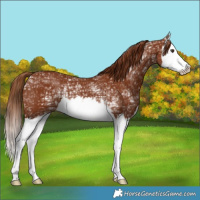 Horse Color:Chestnut Ice Splash 