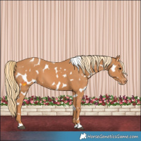 Horse Color:Chestnut Leopard 