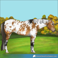 Horse Color:Gray White Spotted Buckskin Near Leopard 