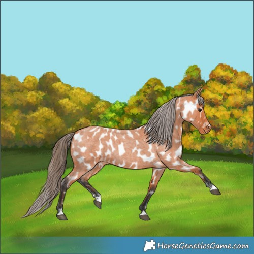 Horse Color:Bay Roan Appaloosa 