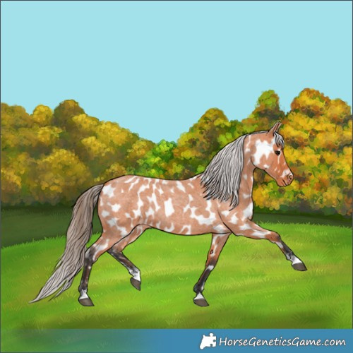 Horse Color:Bay Roan Appaloosa 