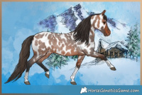 Horse Color:Bay Roan Tobiano Near Leopard
