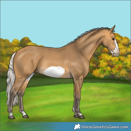 Horse Color:Silver Buckskin Frame Rabicano 