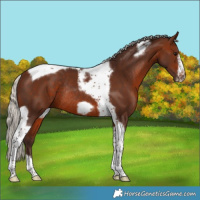 Horse Color:Silver Brown Tobiano Frame Rabicano