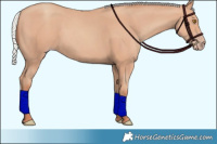 Horse Color:Silver Classic Champagne 