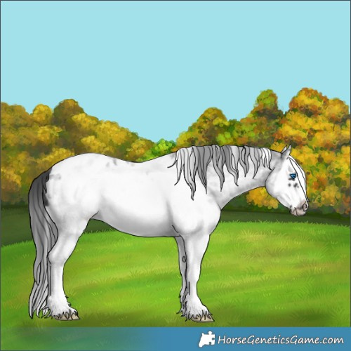 Horse Color:White Spotted Blue Roan Splash Frame Near Leopard 