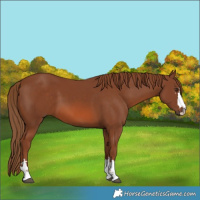 Horse Color:Chestnut 