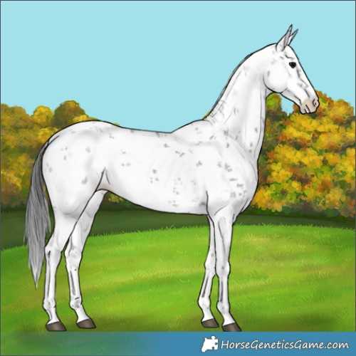 Horse Color:White Spotted Black Sabino 