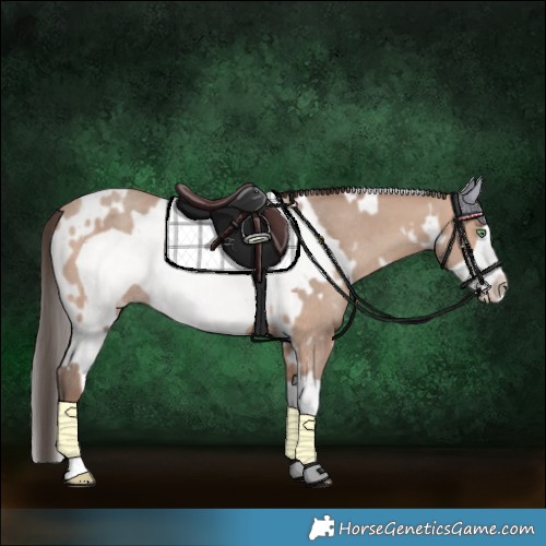 Horse Color:White Spotted Sable Champagne Frame Rabicano 