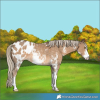 Horse Color:Chocolate Palomino Sabino Blanket