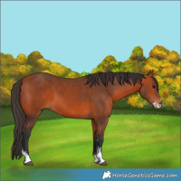 Horse Color:Bay Sabino 