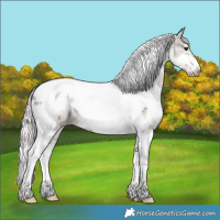 Horse Color:White Spotted Silver Grullo Tobiano Frame Near Leopard Rabicano 