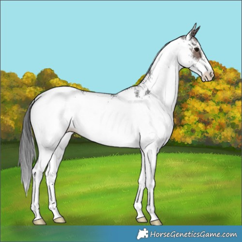 Horse Color:White Spotted Brown 
