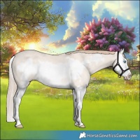 Horse Color:Perlino Dun Splash Frame Rabicano 