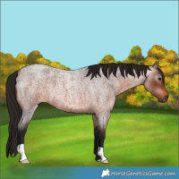 Horse Color:Gray Bay Roan 