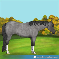 Horse Color:Blue Roan 