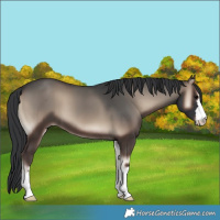Horse Color:Blue Onyx