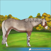 Horse Color:Silver Blue Onyx Appaloosa 