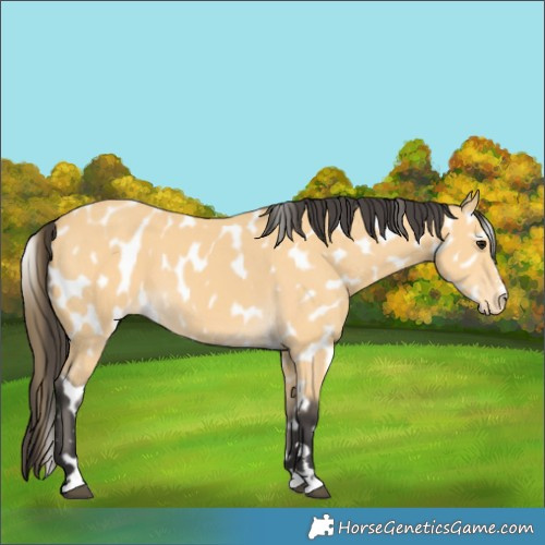 Horse Color:Buckskin Appaloosa 
