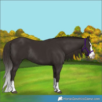 Horse Color:Liver Chestnut Sabino Splash Rabicano