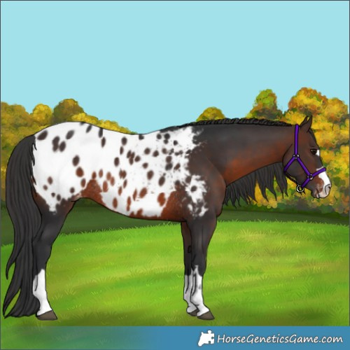 Horse Color:Brown Appaloosa Rabicano 