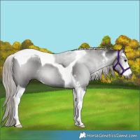 Horse Color:Gray Silver Black Sabino Tobiano 