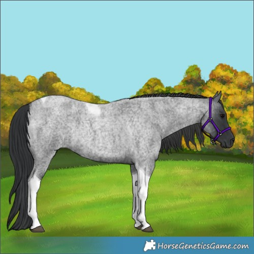 Horse Color:Blue Roan Tobiano Rabicano 