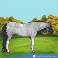 Horse Color:Blue Roan Tobiano Rabicano