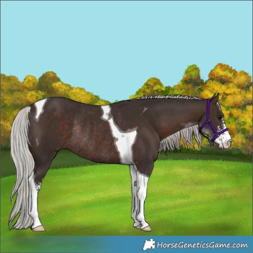 Horse Color:Silver Brown Sabino Tobiano Rabicano 
