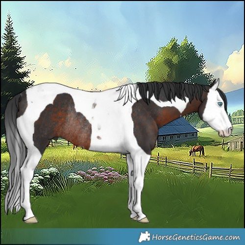 Horse Color:Brown Splash Tobiano Rabicano 