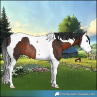 Horse Color:Brown Splash Tobiano Rabicano