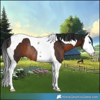 Horse Color:Brown Splash Tobiano Rabicano