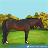 Horse Color:Brown