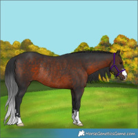 Horse Color:Brown Rabicano 