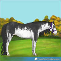 Horse Color:White Spotted Black Rabicano 
