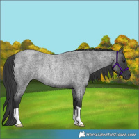 Horse Color:Blue Roan Rabicano 