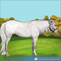 Horse Color:Silver Grullo Roan Appaloosa 