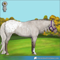 Horse Color:Silver Grullo Roan Appaloosa 