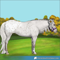 Horse Color:Silver Grullo Roan Appaloosa 