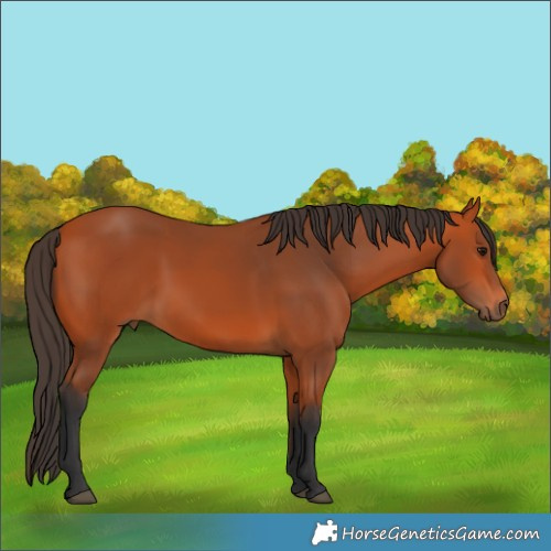 Horse Color:Bay 