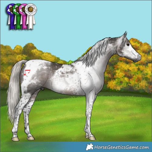 Horse Color:Gray Silver Black Tobiano 