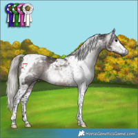 Horse Color:Gray Silver Black Tobiano 