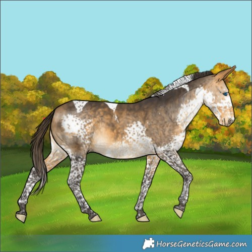 Horse Color:Buckskin Splash Tobiano 
