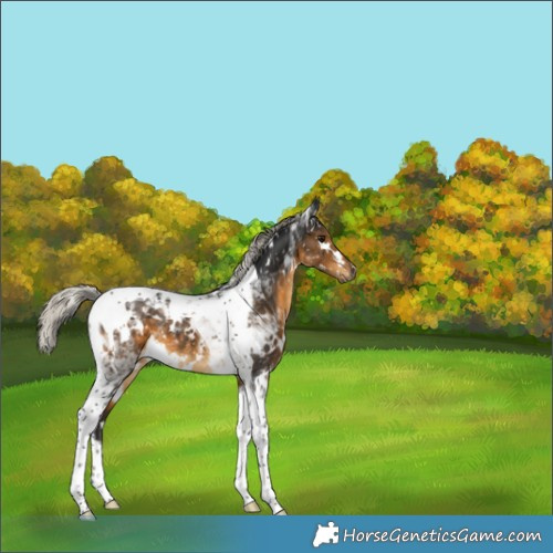 Horse Color:Gray White Spotted Silver Buckskin Tobiano Appaloosa 